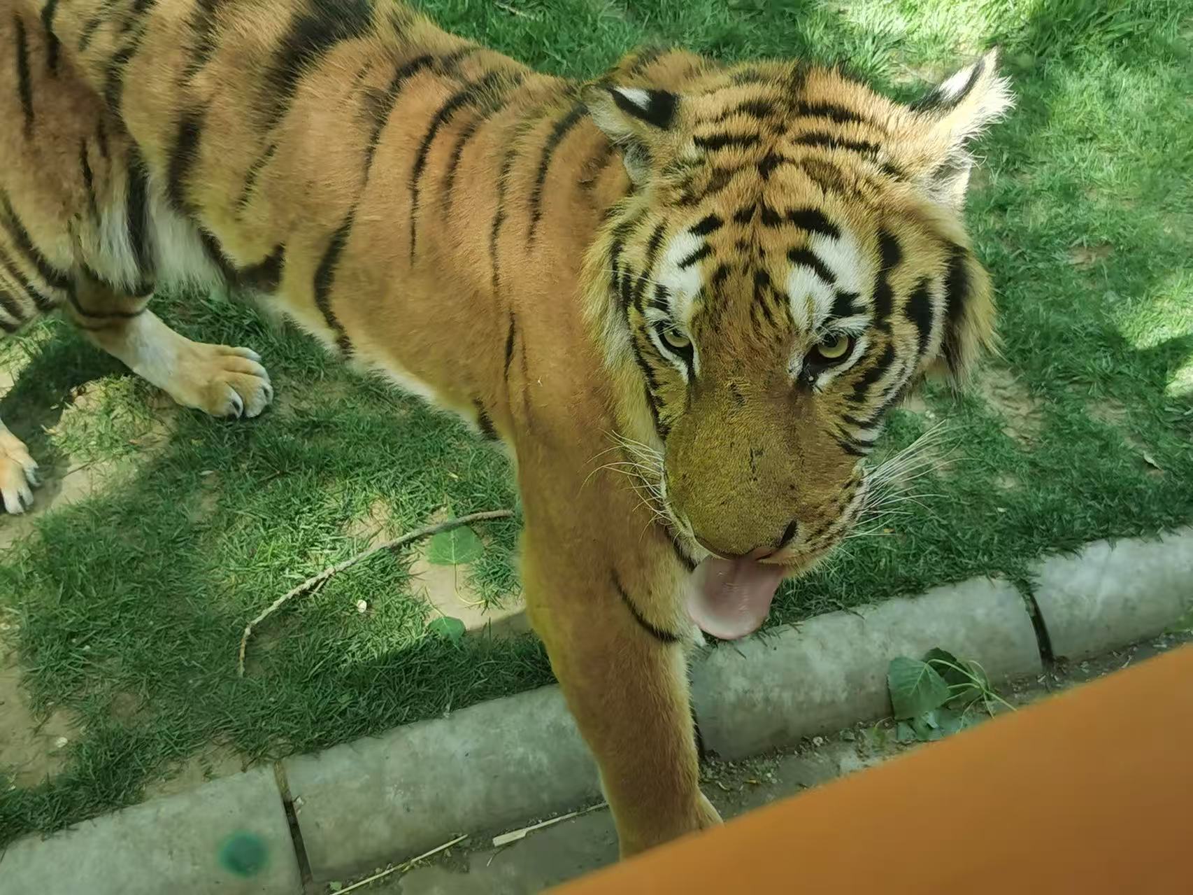 Source photo of a tiger